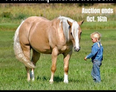 american-quarter-horse-gelding-14years-14-2-hh-palomino-trailhorses-rushville