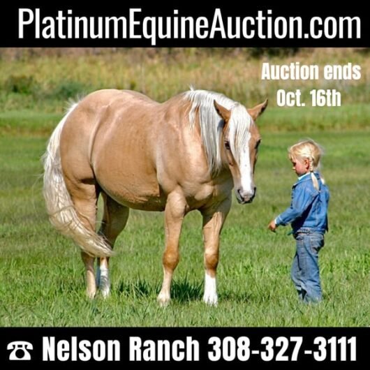 The American Quarter Horse For Sale Originally Comes From USA