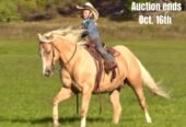 The American Quarter Horse For Sale Originally Comes From USA